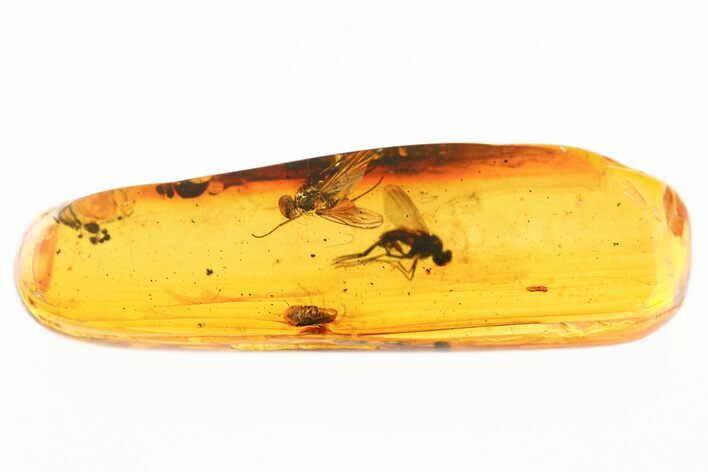 Fossil Flies, Beetle, and Aphid in Baltic Amber #307624